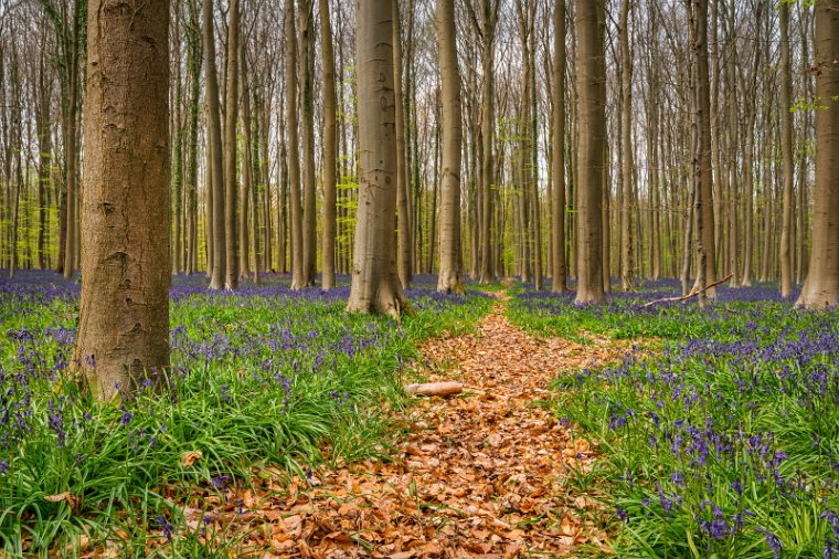 069 Hallerbos.jpg